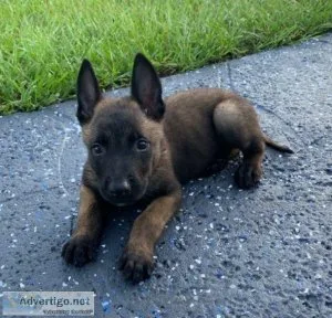 Belgian Shepherds available (Belgian Malinois)