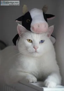 Cats for Sale