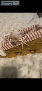 Teacup chihuahuas