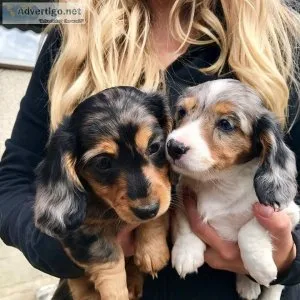 Dachshund
