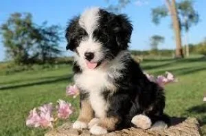 Beautiful Bernedoodles