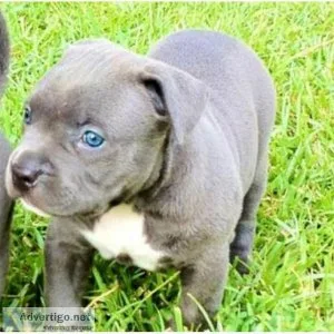 American pitbull puppies for sale