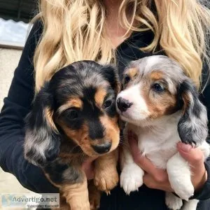 Dachshund Puppies