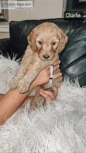 8 week old mini golden doodle