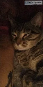 3 year old cat