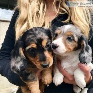 Affectionate Dachshund Puppies