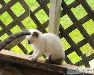 Kittens and mom need home asap