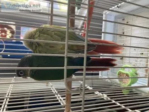 Conures