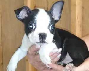 Boston puppy