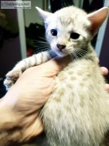 Bengal kittens