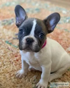 Teacup French Bulldogs