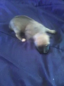 chihuahua puppies