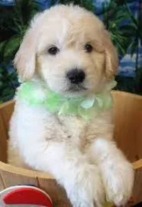 Mini golden doodles F1b
