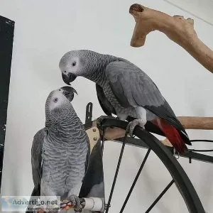 African Grey Parrots For Sale