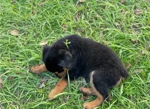 Pedigree Rottweiler Puppies