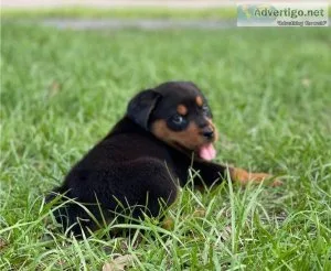 Sweet Rottweiler Puppies