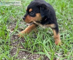 Cute Rottweiler Puppies for Adoption