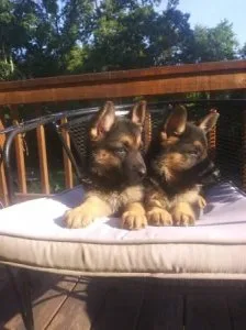 German Shepherd Puppies For sale