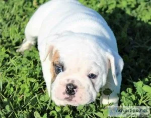 Adorable English Bulldod Adoption Fee