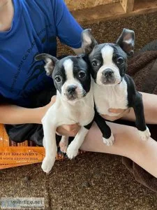 Boston Terriers