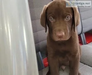 AKC Lab Puppies