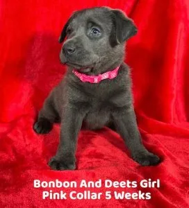 AKC Charcoal Female Lab Puppies