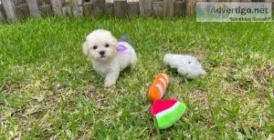 Tiny and Precious Maltipoos
