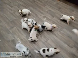 Purebred Heeler Pups