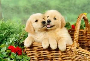 Precious Golden Retriever  puppies available