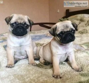 Cute  Pug Carlino  puppies available for sale