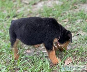 Male and female Rottweiler puppies for pet lovers.