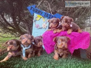 Teacup yorkie for adoption