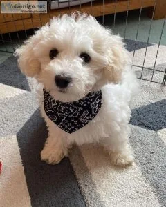 Bichon Frise A.K.C. Purebred Puppies For Sale