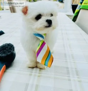 Maltese puppies for sale