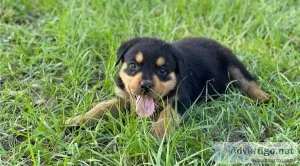 Healthy Male and Female Rottweiler puppies