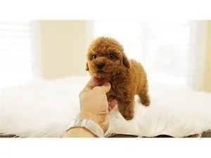 Poodle Puppies -