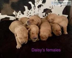 AKC Golden Retriever puppies