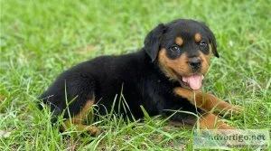 Rottweiler Puppies Available