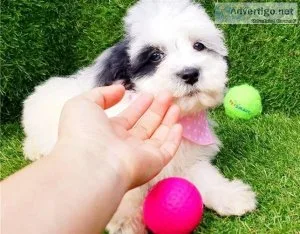 Maltipoo puppies boys and girls stunning