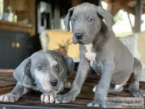 Great Dane Puppies For Sale