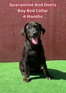 AKC Black Labs