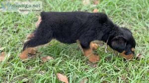 Male and Female Rottweiler Puppies