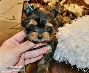 Yorkie puppies