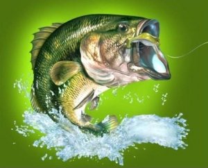 If you fish - this is for you 