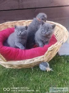 Scottish Fold Kittens