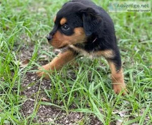 Top Quality Rottweiler Puppies