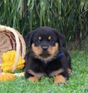 Cute Rottweiler Puppy