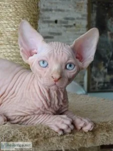 Sphynx Kittens for sale