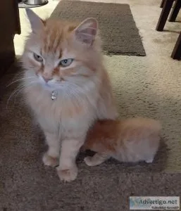 REHOME - Duo Tabby Cat and Her Kitten