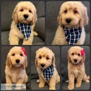 F1 Goldendoodle Puppies